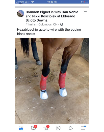 Equine Block Socks